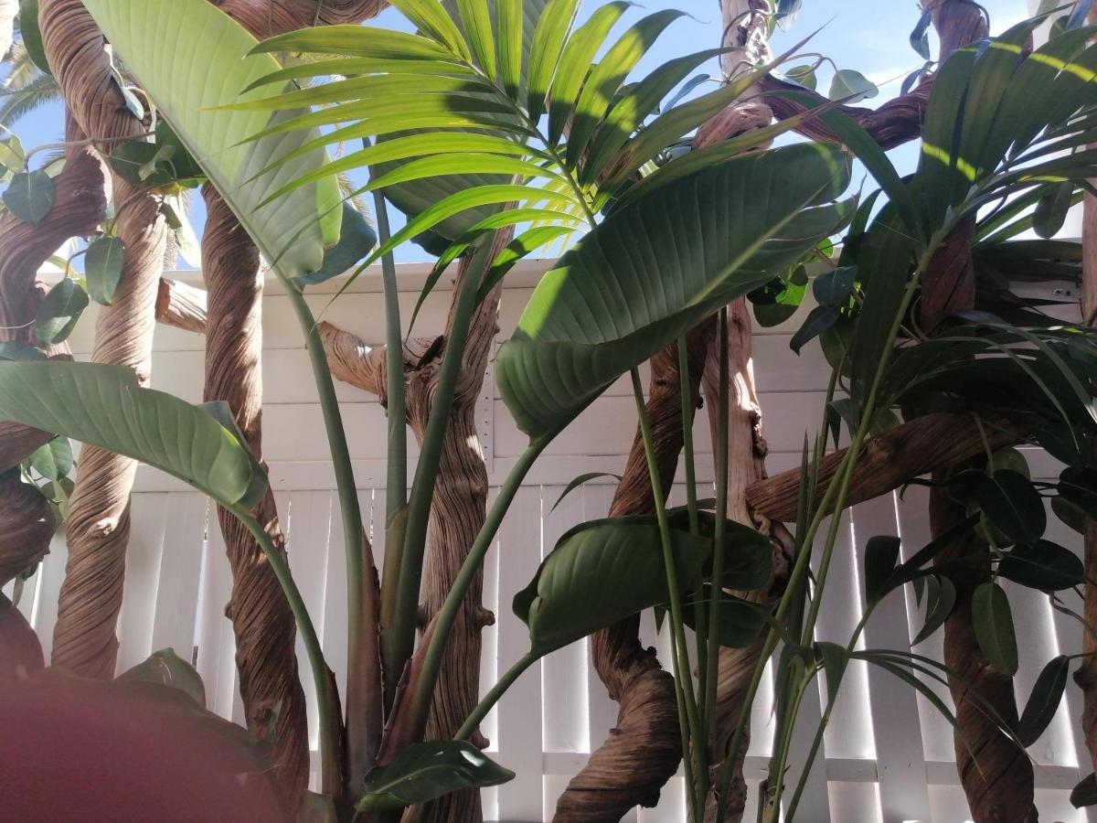Puerto De La Cruz - Sun House - Holidays - Resort Bagian luar foto